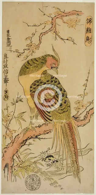 Golden Pheasant (Kinkeicho), c. 1720/25. Creator: Okumura Masanobu.
