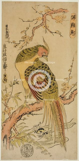 Golden Pheasant (Kinkeicho), c. 1720/25. Creator: Okumura Masanobu.