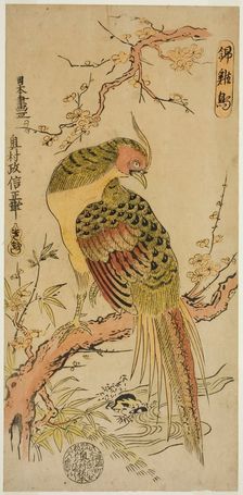 Golden Pheasant (Kinkeicho), c. 1720/25. Creator: Okumura Masanobu