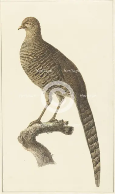 Golden pheasant, them, 1759-1842. Creator: Pieter Bartholomeusz. Barbiers.