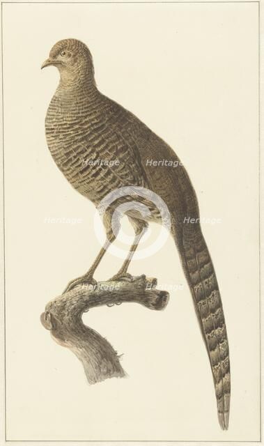 Golden pheasant, them, 1759-1842. Creator: Pieter Bartholomeusz. Barbiers.