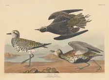 Golden Plover, 1836. Creator: Robert Havell