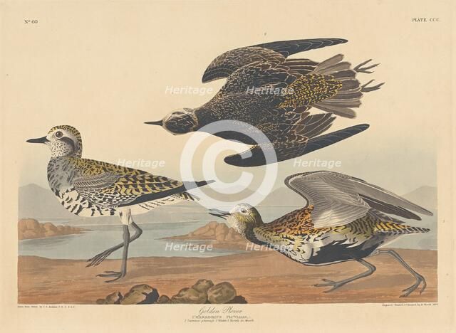 Golden Plover, 1836. Creator: Robert Havell.