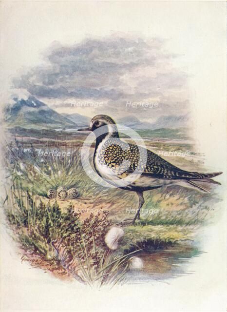 'Golden Plover - Charad'rius pluvia'lis', c1910, (1910). Artist: George James Rankin.