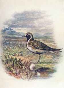 Golden Plover - Charad'rius pluvia'lis c1910, (1910). Artist: George James Rankin