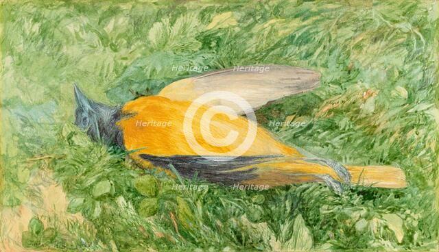 Golden Robin (Northern Oriole), 1866. Creator: John Henry Hill.