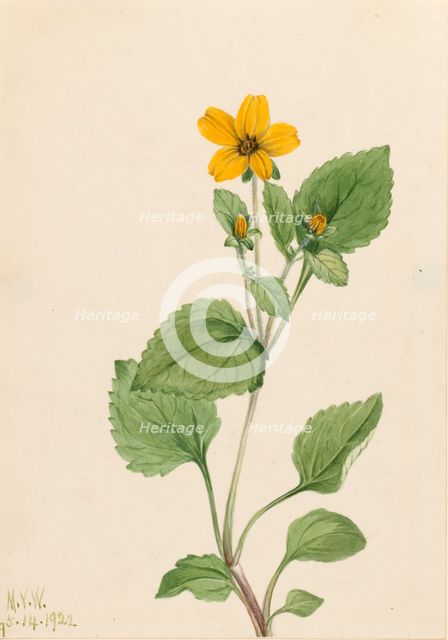 Golden Star (Chrysogonum virginianum), 1922. Creator: Mary Vaux Walcott.
