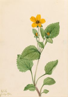 Golden Star (Chrysogonum virginianum), 1922. Creator: Mary Vaux Walcott