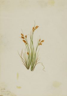 Golden Sedge (Carex aurea), 1921. Creator: Mary Vaux Walcott