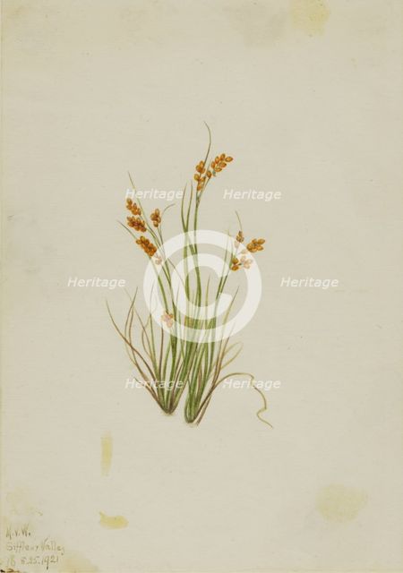 Golden Sedge (Carex aurea), 1921. Creator: Mary Vaux Walcott.