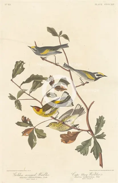 Golden-winged Warbler and Cape May Warbler, 1838. Creator: Robert Havell.
