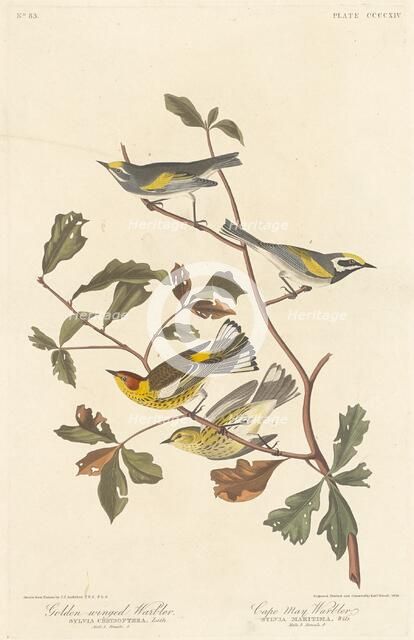 Golden-winged Warbler and Cape May Warbler, 1838. Creator: Robert Havell.