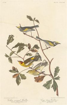 Golden-winged Warbler and Cape May Warbler, 1838. Creator: Robert Havell
