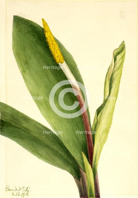 Goldenclub (Orontium aquaticum), 1918. Creator: Mary Vaux Walcott.