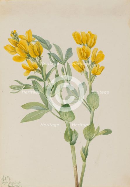 Goldenpea (Thermopsis rhombifolia), 1923. Creator: Mary Vaux Walcott.