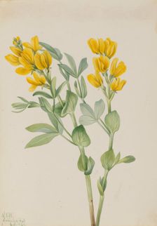 Goldenpea (Thermopsis rhombifolia), 1923. Creator: Mary Vaux Walcott