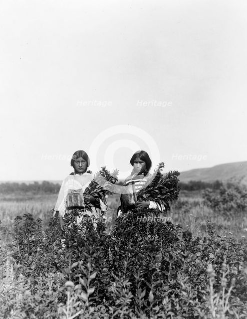 Goldenrod meadows-Piegan, c1910. Creator: Edward Sheriff Curtis.