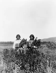 Goldenrod meadows-Piegan, c1910. Creator: Edward Sheriff Curtis