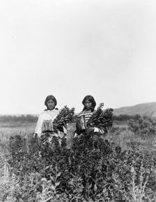 Goldenrod meadows-Piegan, c1910. Creator: Edward Sheriff Curtis