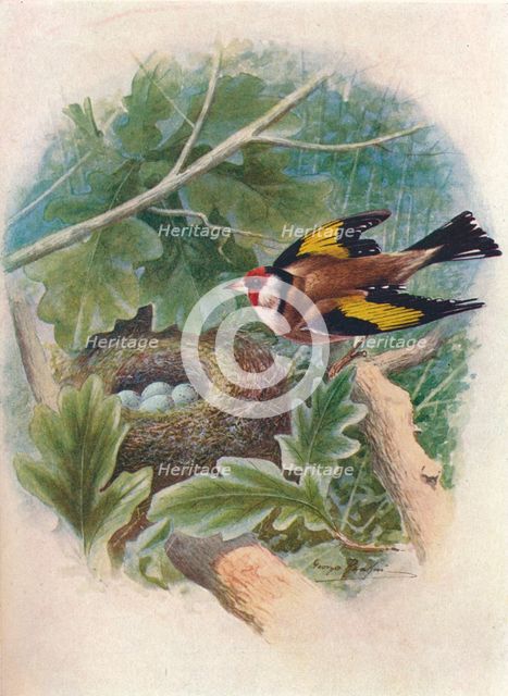 'Goldfinch - Cardue'lis el'egans', c1910, (1910). Artist: George James Rankin.