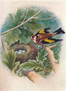 Goldfinch - Cardue'lis el'egans c1910, (1910). Artist: George James Rankin