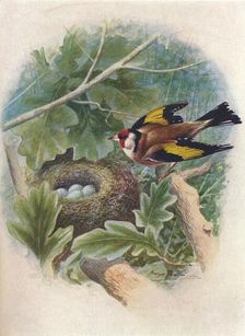 Goldfinch - Cardue'lis el'egans c1910, (1910). Artist: George James Rankin