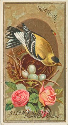 Goldfinch, from the Birds of America series (N4) for Allen & Ginter Cigarettes Brands, 1888. Creator: Allen & Ginter