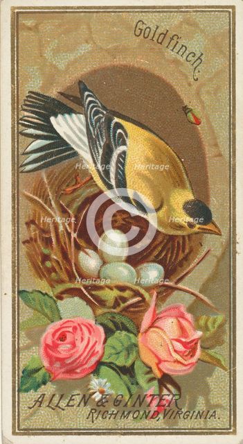 Goldfinch, from the Birds of America series (N4) for Allen & Ginter Cigarettes Brands, 1888. Creator: Allen & Ginter.