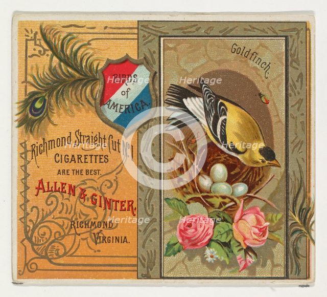 Goldfinch, from the Birds of America series (N37) for Allen & Ginter Cigarettes, 1888. Creator: Allen & Ginter.