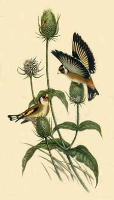 Goldfinches 1863, (1942). Creator: John Gould