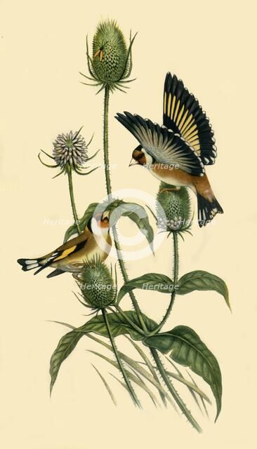 'Goldfinches', 1863, (1942).  Creator: John Gould.
