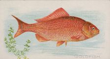 Goldfish, from the Fish from American Waters series (N8) for Allen & Ginter Cigarettes Bra..., 1889. Creator: Allen & Ginter