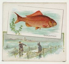 Goldfish, from Fish from American Waters series (N39) for Allen & Ginter Cigarettes, 1889. Creator: Allen & Ginter