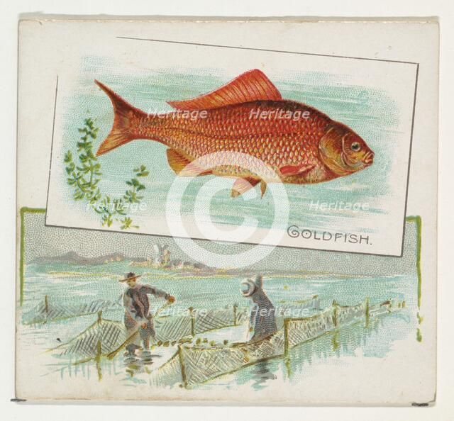 Goldfish, from Fish from American Waters series (N39) for Allen & Ginter Cigarettes, 1889. Creator: Allen & Ginter.