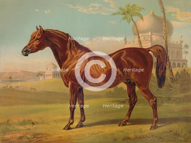 'Goldie, High Class Arab', c1879. Creator: Unknown.