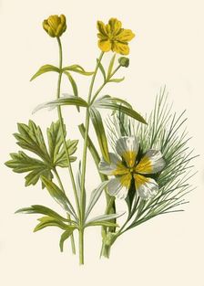 Goldilocks. Water Ranunculus 1877. Creator: Frederick Edward Hulme