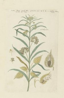 Gomphocarpus fruticosus, formerly Asclepias fruticosa (Tennis-ball milkweed), 1778-1780. Creator: Robert Jacob Gordon