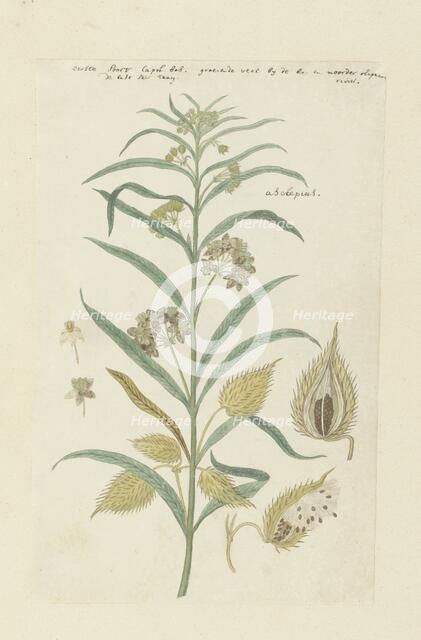 Gomphocarpus fruticosus, formerly Asclepias fruticosa (Tennis-ball milkweed), 1778-1780. Creator: Robert Jacob Gordon.