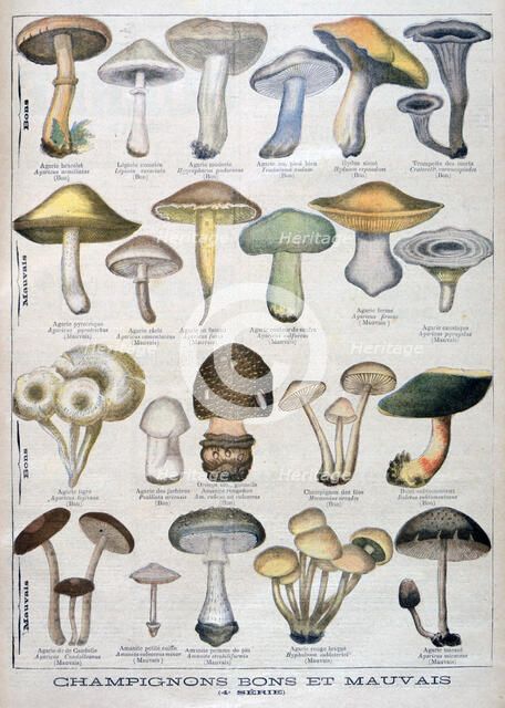 Good and bad mushrooms, 1896. Artist: Unknown
