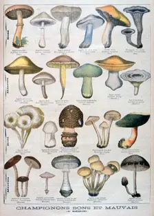 Good and bad mushrooms, 1896