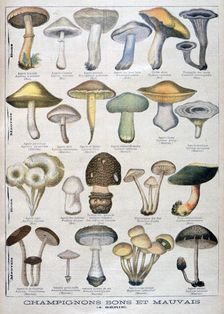 Good and bad mushrooms, 1896