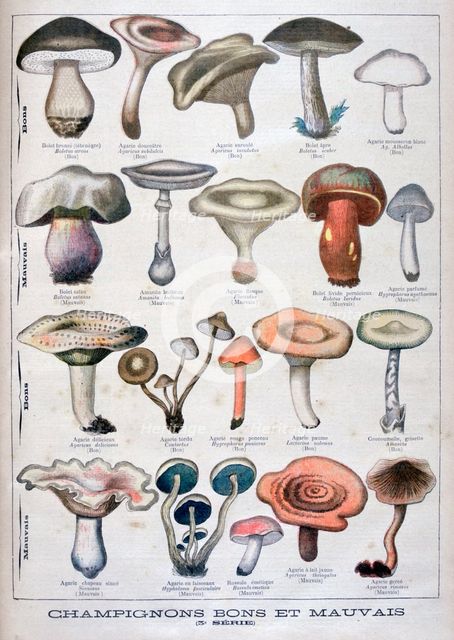 Good and bad mushrooms, 1896. Artist: Unknown