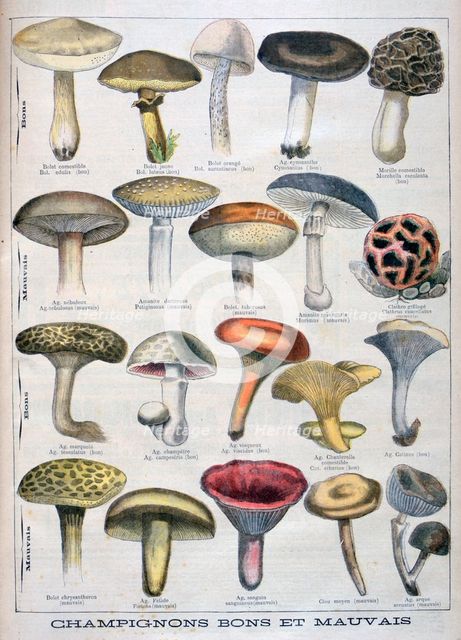 Good and bad mushrooms, 1896. Artist: Unknown