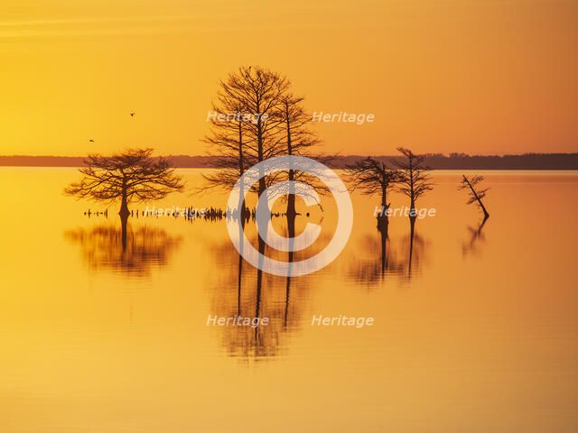 Good As Gold. Creator: Eve Turek.