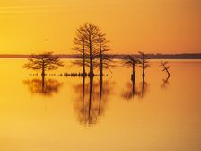 Good As Gold. Creator: Eve Turek