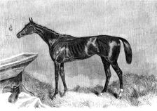 Goodwood Races: Tim Whiffler, the winner of the Goodwood Cup, 1862. Creator: H. Hall