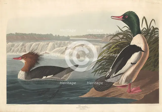 Goosander, 1836. Creator: Robert Havell.