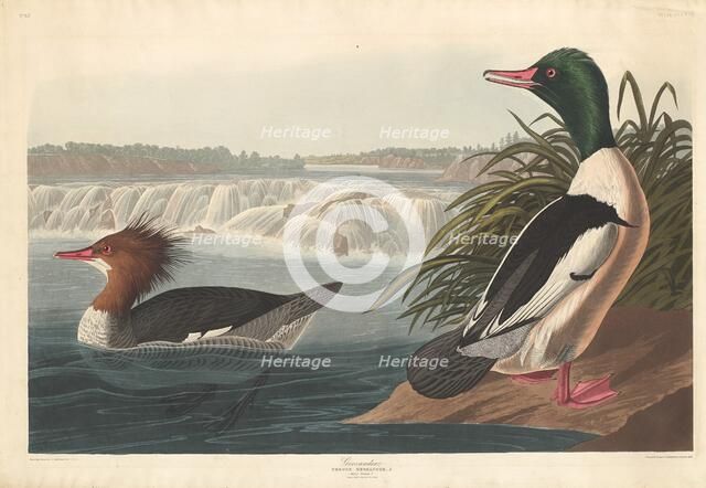 Goosander, 1836. Creator: Robert Havell.