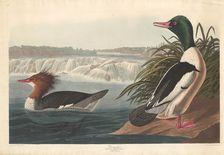 Goosander, 1836. Creator: Robert Havell