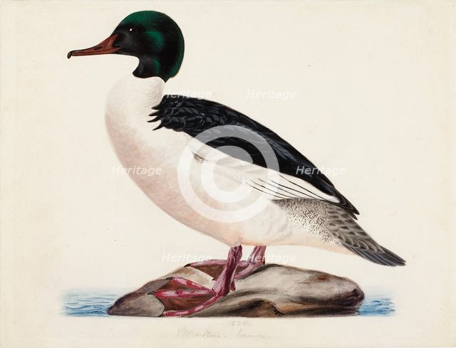 Goosander, Male, 1834. Creator: Magnus von Wright.